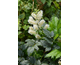 Astilbe chinensis Vision in White ®