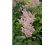 Astilbe japonica Europa
