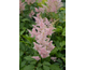 Astilbe japonica