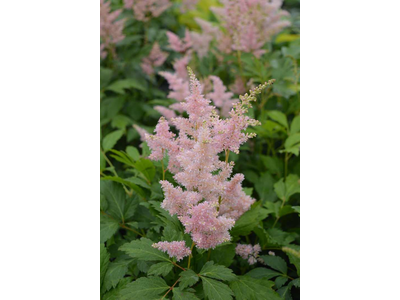 Astilbe japonica