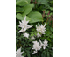 Astilbe japonica Gladstone
