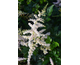 Astilbe simplicifolia