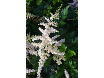 Astilbe simplicifolia