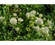 Astrantia major Buckland