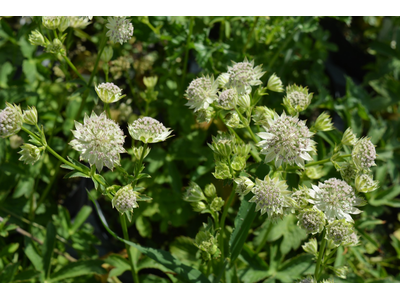 Astrantia major