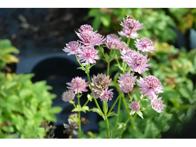 Astrantia major