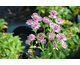 Astrantia major Lola ®