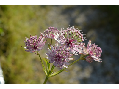 Astrantia major