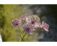 Astrantia major