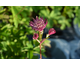 Astrantia major Sparkling Stars Red ®