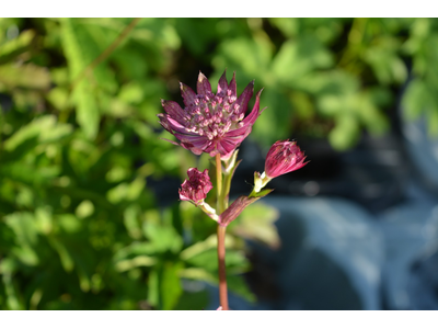 Astrantia major