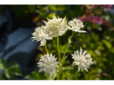 Astrantia major