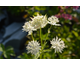 Astrantia major Sparkling Stars White ®