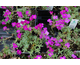 Aubrieta x cultorum Cascade Red