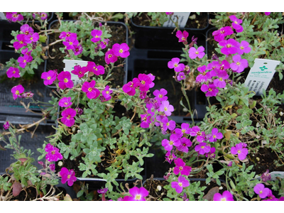 Aubrieta x cultorum
