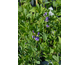 Baptisia australis (Caspian blue)