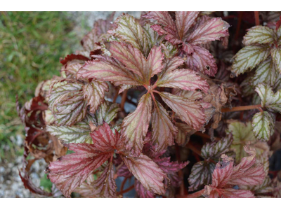 Begonia