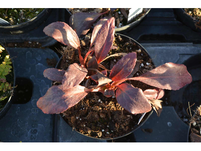 Bergenia