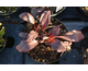 Bergenia Angel Kiss ® Dragonfly Noble