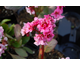 Bergenia Dragonfly Sakura ®