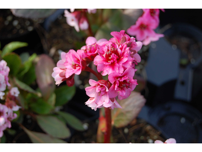 Bergenia