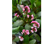 Bergenia