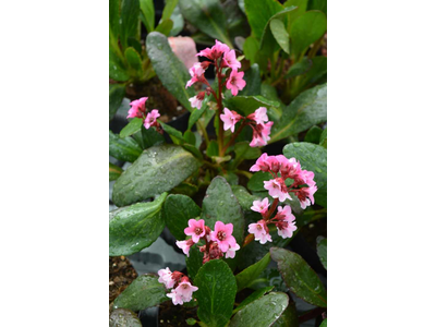 Bergenia