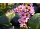 Bergenia Spring Fling