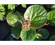 Bergenia ciliata Dumbo ®