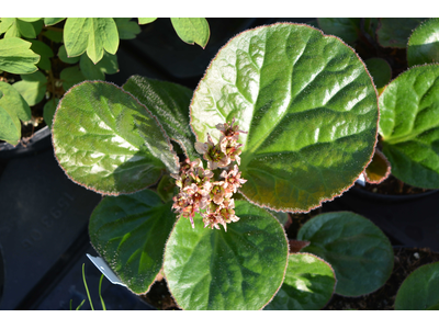 Bergenia ciliata