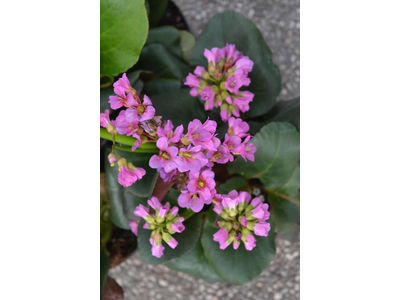 Bergenia cordifolia