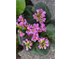 Bergenia cordifolia None