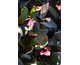 Bergenia cordifolia Eroica