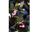 Bergenia cordifolia