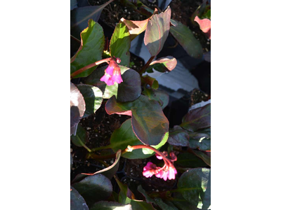 Bergenia cordifolia