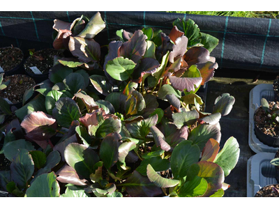 Bergenia cordifolia