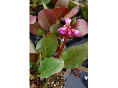 Bergenia purpurascens