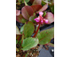 Bergenia purpurascens 
