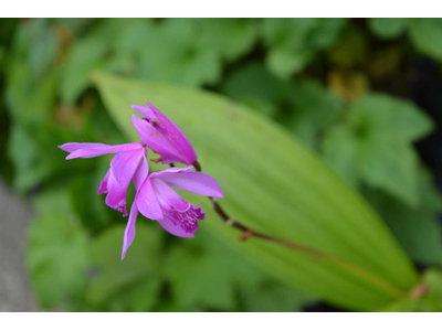 Bletilla striata