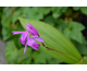 Bletilla striata None