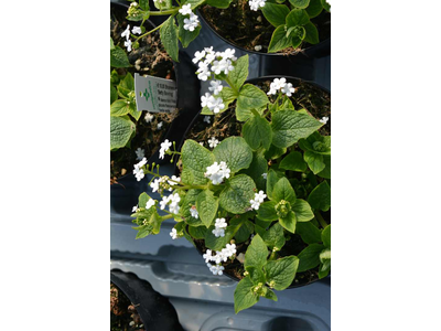 Brunnera macrophylla