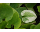 Brunnera macrophylla