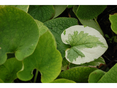 Brunnera macrophylla
