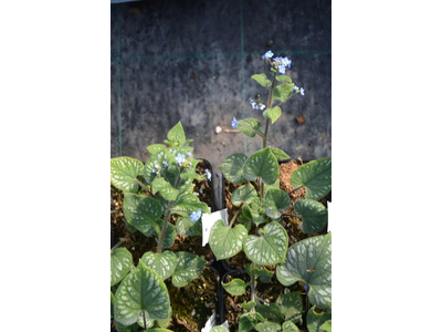 Brunnera macrophylla