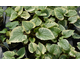 Brunnera macrophylla King's Ransom ®