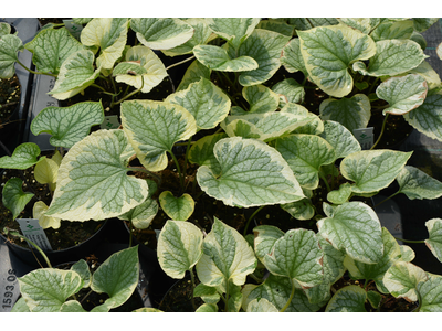 Brunnera macrophylla