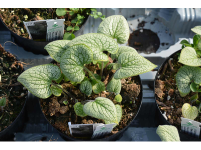 Brunnera macrophylla