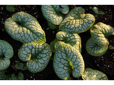 Brunnera macrophylla