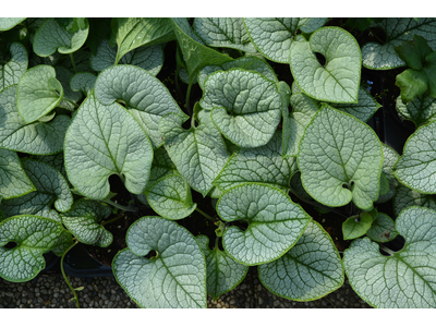 Brunnera macrophylla