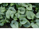 Brunnera macrophylla Silver Spear ®
